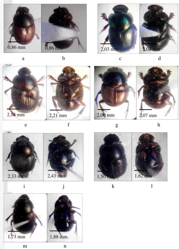 Gambar  7  Kumbang  koprofagus  di  lahan  pertanian  Onthopags  lilliputanus  (a= 