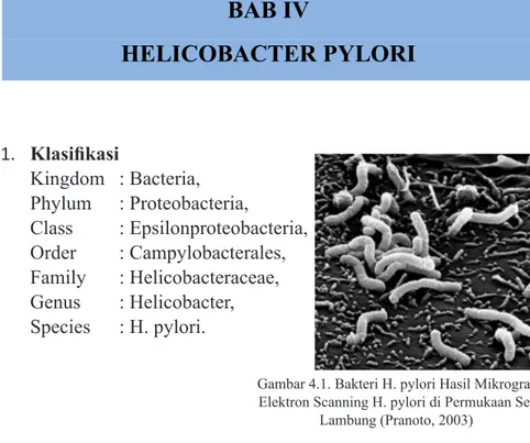 Gambar 4.1. Bakteri H. pylori Hasil Mikrograf  Elektron Scanning H. pylori di Permukaan Sel 