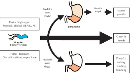 Gambar  4.2. Skema representatif dari faktor-faktor yang  berkontribusi pada patologi gastristik dan penyakit yang  disebabkan oleh infeksi H