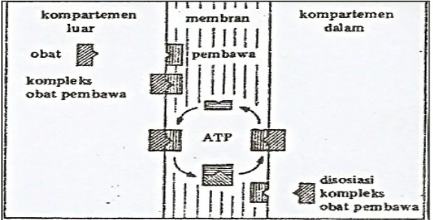 Gambar 7. Transpor trans membran transpor aktif (Joenoes, 2002)  d.  Difusi sederhana (dipermudah = fasilitas) 