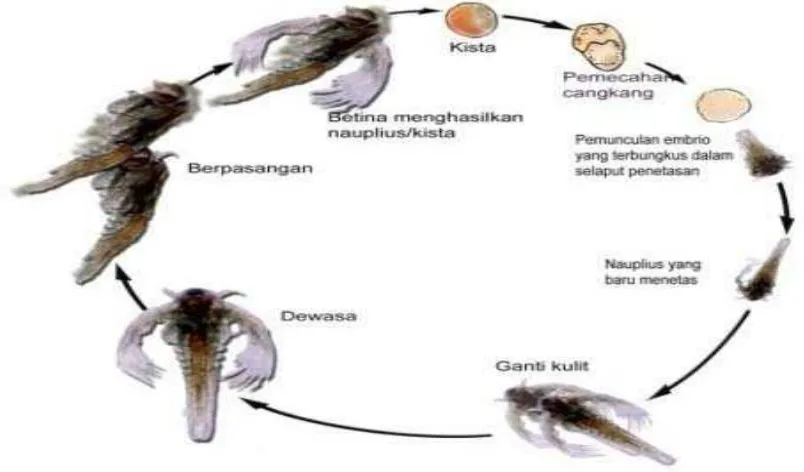 Gambar 2.1 Siklus Pertumbuhan Artemia salina Leach 