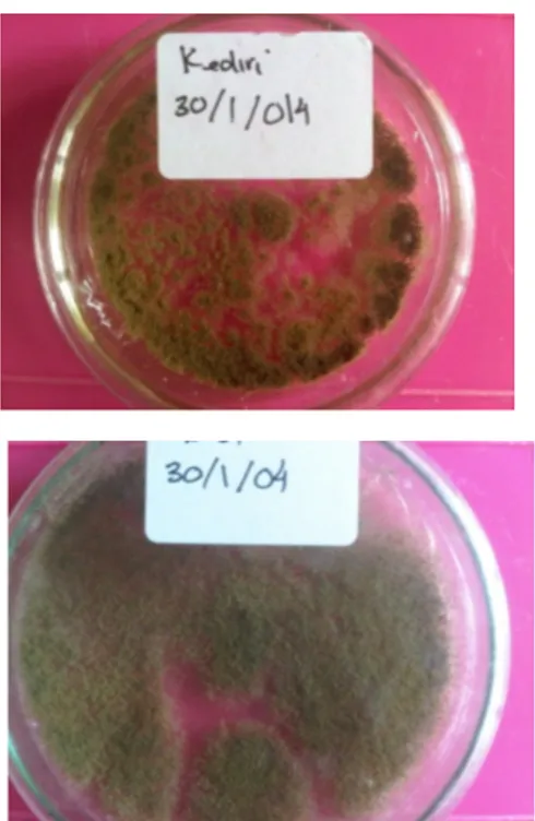 Gambar 7. (a). Cendawan M. anisopliae berumur 7 hari    ditumbuhkan  pada   cawan   petri   dengan   media SDAY  dari Jombang 
