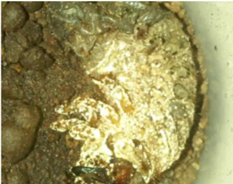 Gambar 8. (a).  Uret yang terserang jamur M. anisopliae                            menunjukkan gejala mati kaku, belum terjadi                            perkembangan miselium