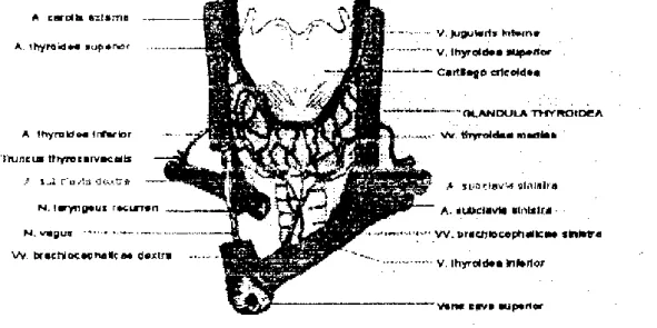 Gambar 2. Glandula thyroidea dan suplai darahnya 