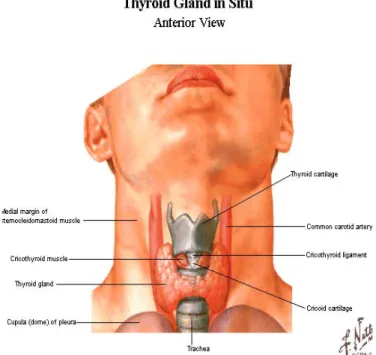 Gambar 1. Kelenjar thyroid (tampak depan) 