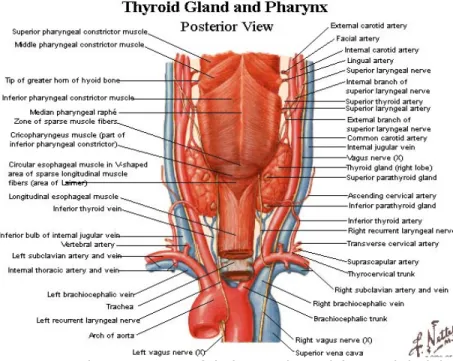 Gambar 3. Topografi kelenjar thyroid (tampak belakang) 
