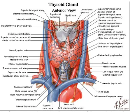 Gambar 4. Vascularisasi kelenjar thyroid (tampak depan)  3. Aliran Lymphatic (4) 