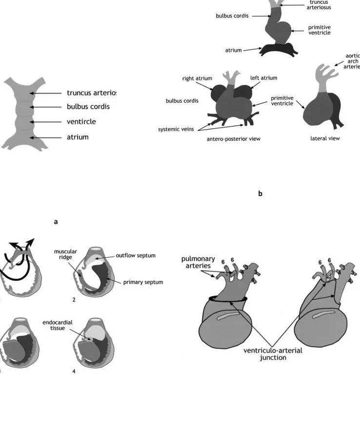 Gambar 2.1. Embriogenesis Jantung. a. Tubing, b. Looping, c. Septasi, d. Migrasi  16