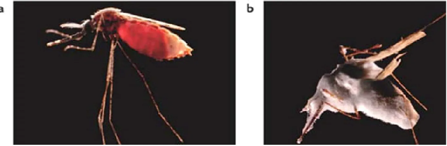 Gambar 2. Nyamuk dewasa sehat (a) dan terkolonisasi jamur entomopatogen (b) (foto: Hugh Sturrock, University of Eidenburg dalam Thomas &amp; Read 2007)
