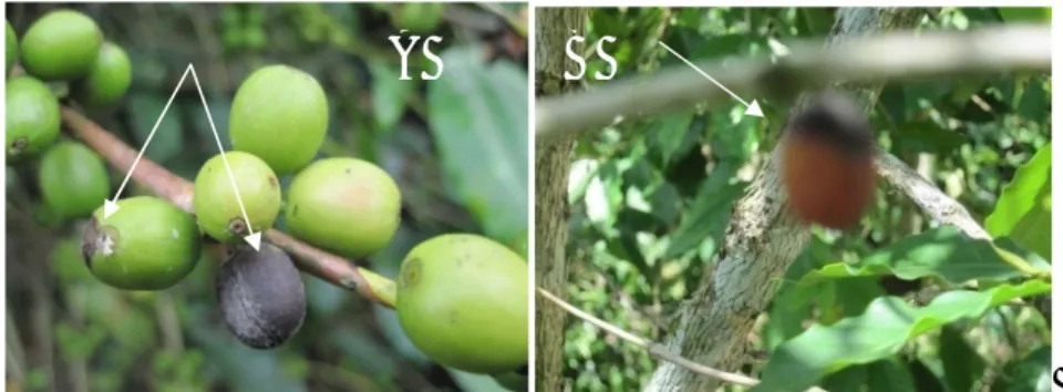 Gambar 1   : Gejala serangan penyakit busuk buah pada buah hijau (A)    dan pada  buah merah (B) 
