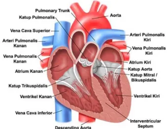 Gambar 2.11 Anatomi Jantung Manusia  2.4.2 Cara kerja jantung 