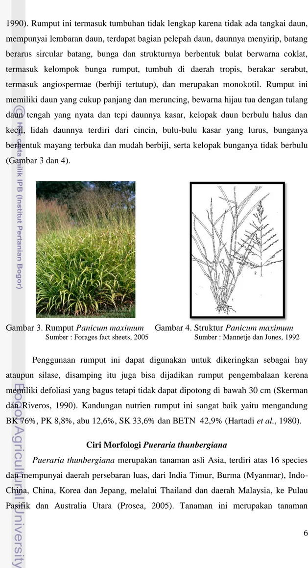 Gambar 3. Rumput Panicum maximum     Gambar 4. Struktur Panicum maximum                    Sumber : Forages fact sheets, 2005                         Sumber : Mannetje dan Jones, 1992 