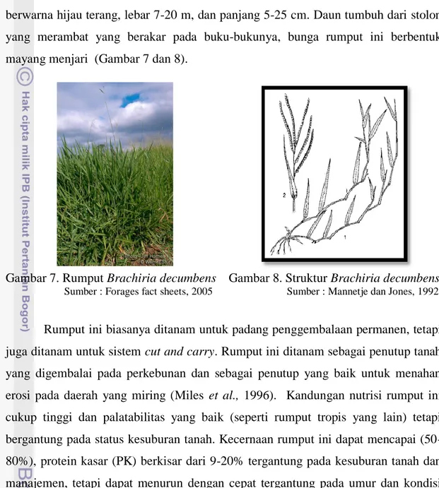 Gambar 7. Rumput Brachiria decumbens    Gambar 8. Struktur Brachiria decumbens                        Sumber : Forages fact sheets, 2005                            Sumber : Mannetje dan Jones, 1992 