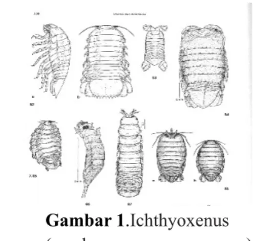 Gambar 1.Ichthyoxenus (sumber: www.yumpu.com) Morfologi dan Ciri Khusus