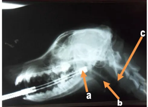 Gambar 3: Radiograf  laring. a: scope, b: laring, c: trakhea. 