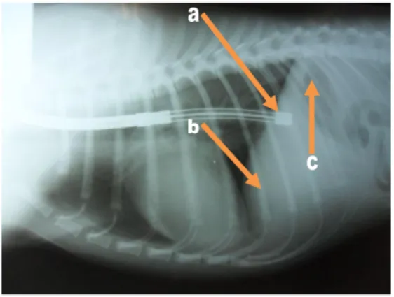 Gambar 10: Radiograf esofagus abdominalis. 