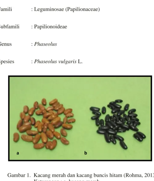 I Tinjauan Pustaka A Biologi Tanaman Kacang Merah Dan Kacang Buncis