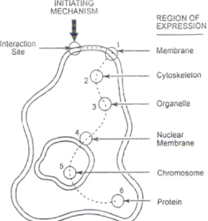 Gambar 6 menunjukkan bahwa  efek medan magnet pada akhirnya akan  merusak protein dalam sel