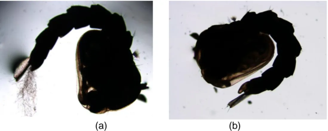 Gambar 2. Pupa Ae.aegypti yang mati pada hari kedelapan pada konsentrasi 2% (a) dan pupa          pada kelompok kontrol (b) 