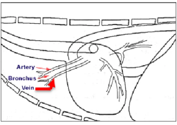 Gambar 2 Skema sisi lateral menunjukan sistem pembuluh darah paru. Panah    berwarna  merah  menunjukkan  letak  dilatasi  pulmonalis  (modifikasi dari O’Grady dan O’Sullivan 2004)
