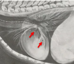 Gambar  3  Skema  kejadian  peribronchial  pattern  yang  ditunjukkan  oleh  panah merah (modifikasi dari O’Grady dan O’Sullivan 2004)