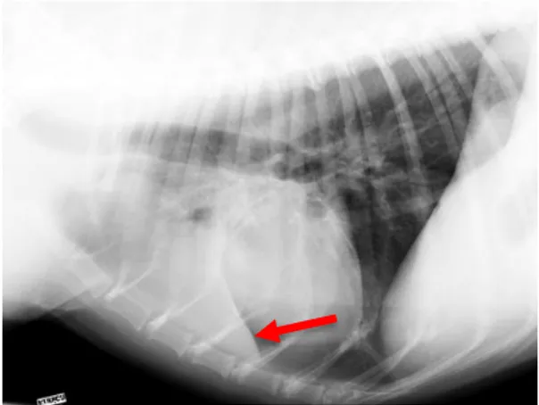 Gambar 5   Skema kejadian lobar sign. Panah merah menunjukkan lobus paru  tampak  lebih  radioopak