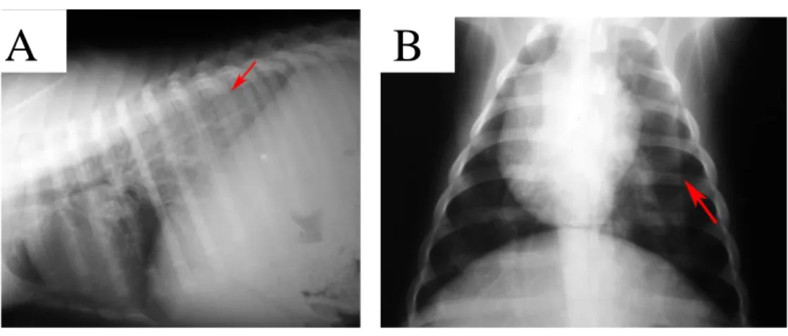 Tabel 4  Gambaran lobar sign pada paru anak babi sepsis yang diberi emulsi  lipid parenteral 