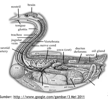 Gambar 1.15  Struktur Umum Anatomi Aves 