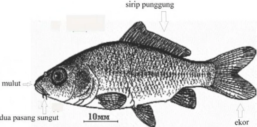 Gambar  Anatomi ikan Mas 