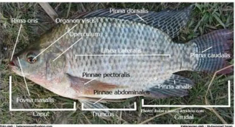 Gambar 4.2. Anatomi Eksternal Ikan Nila (O. niloticus)  (Isnan, 2010) 