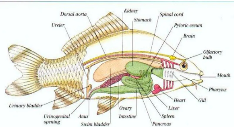 Gambar 4.4. Anatomi Internal Ikan Nila (O. niloticus)  (Moyle, 2004) 