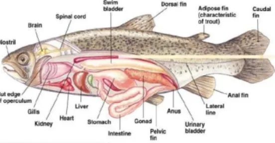 Gambar 2.2. Anatomi internal ikan (Big-fishing, 2010) 