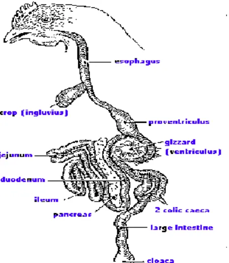 Gambar : Organ Pencernaan pada Ayam 