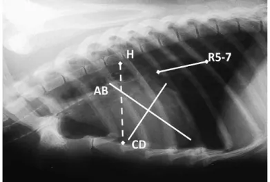 Gambar 4   Radiograf toraks arah pandang left laterolateral pada kelelawar. AB =  panjang  apicobasilar  jantung;  CD  =  lebar  jantung  tegak  lurus  AB  (pengukuran  diambil  pada  aspek  terluas);  R5-7  =  jarak  antara  costae  kelima  dan  tepi  cau