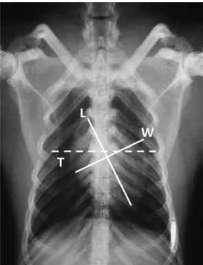 Gambar 7   Radiograf  toraks  arah  pandang  dorsoventral  pada  kelelawar.  L  =  panjang  maksimum  jantung;  W  =  lebar  maksimum  jantung;  dan  T  =  lebar toraks (Gardner et al