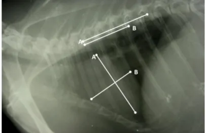 Tabel 3  Nilai vertebral heart size (VHS) kelinci New Zealand White pada arah  pandang radiograf left laterolateral (n=11) 
