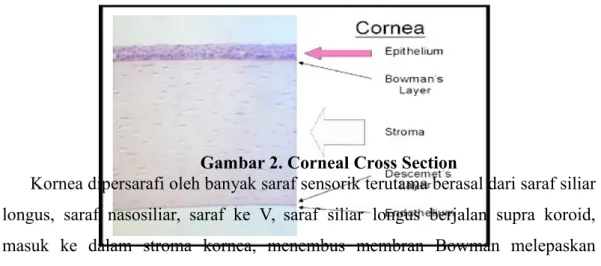 Gambar 2. Corneal Cross Section