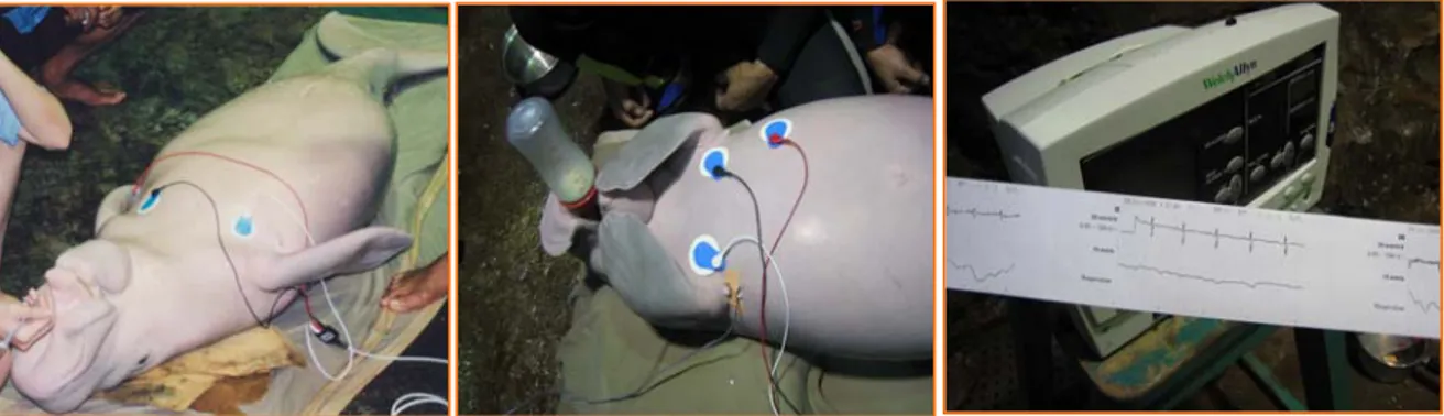 Gambar 1.  Pemasangan elektroda dan perekaman elektrokardiogram pada dugong  dewasa (A) dan dugong bayi (B)