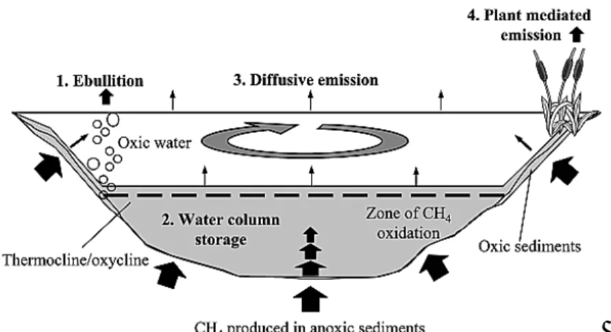 Gambar 3.7. Ilustrasi Pembentukan dan Transfer Gas Metana Di Kolam 