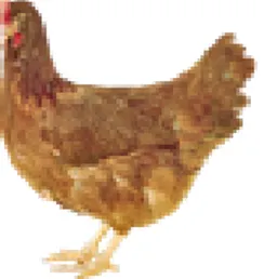 Gambar ayam petelur strain babcock brown dapat dilihat pada gambar 1. 
