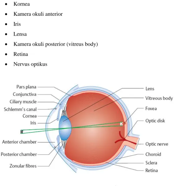 Gambar 1. Anatomi mata  2