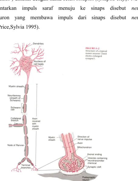 Gambar 2. Struktur neuron motorik (Lita F,2006)