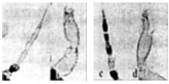 Gambar  3  Sensoria  pada  Antena  Segmen  III  (a)  Me- Me-lintang,  Famili  Aelothripidae  (b,c)   Seder-hana dan Menggarpu, Famili Thripidae 
