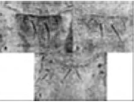 Gambar  17  Retikulasi  pada  Metanotum  (a)  Ber- Ber-Bentuk  Equiangular,  (b)  Transversal  pada Anterior dan  Longitudinal  Tidak  Beraturan  di  Bagian  Tengah,  (c)  Transversal  pada  Anterior  dan  Longitudinal  PaRalel  di  Bagian  Tengah 