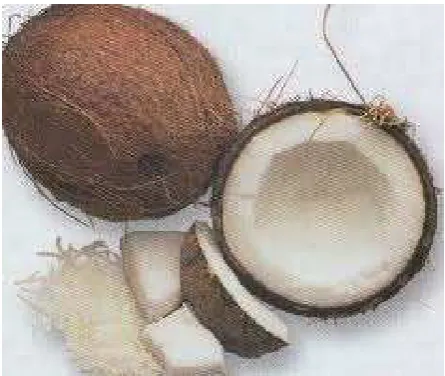 Gambar 2.1. Buah Kelapa  
