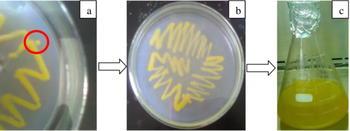 Gambar  1  Peremajaan  isolat  bakteri  Xanthomonas  oryzae  untuk  evaluasi  ketahanan  padi  galur-galur  uji  dan  varietas  diferensial  terhadap  penyakit HDB