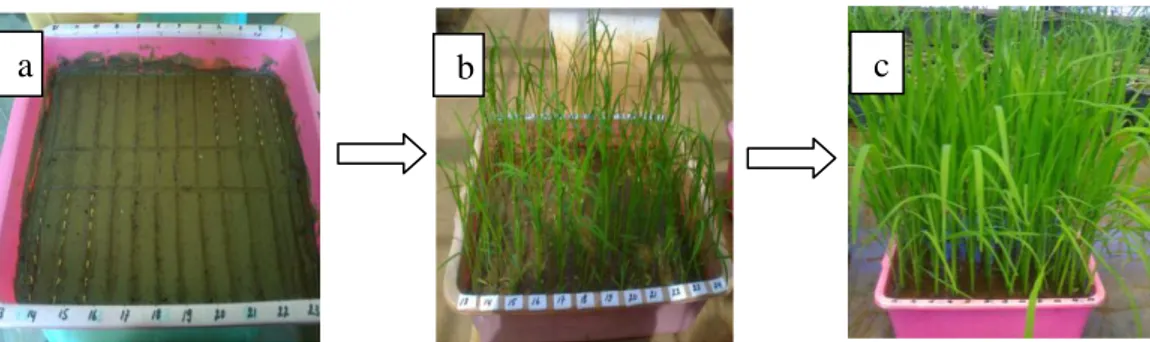 Gambar  2  Media  tanam  untuk  padi  galur  uji  dan  padi  varietas  diferensial  (a),  tanaman padi yang berumur 2 minggu setelah tanam (b), dan tanaman  padi berumur 4 minggu yang siap diinokulasi (c) 