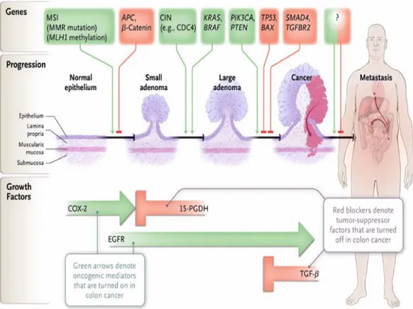 Gambar 2.5 Jalur gen-gen dan faktor pertumbuhan yang mengontrol progresi dari kanker  kolorektal (Molecular Basis of Colorectal, N Engl J Med)