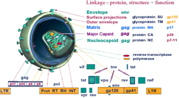 Gambar 2.2. Peta genome dari Lentivirus 