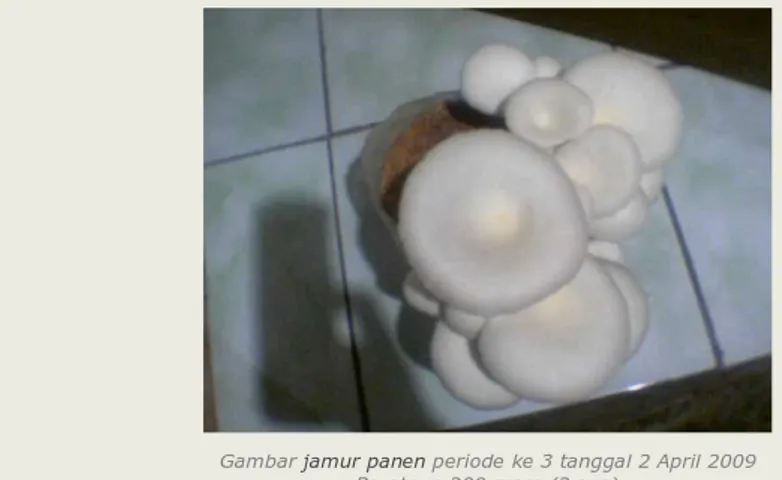 Gambar  jamur panen  periode ke 3 tanggal 2 April 2009 Beratnya 200 gram (2 ons) 